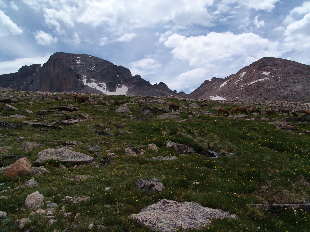 Longs Peak Elk 1